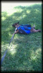 Lazy Belgian Malinois Puppy Wants To Lay Down