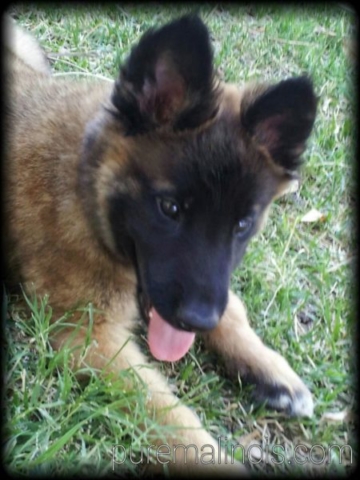 Long Haired Belgian Malinois Puppy With Almond Eyes