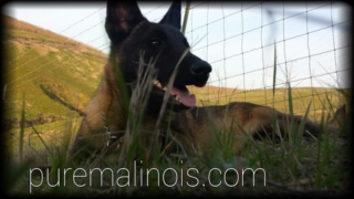 Low Angle Belgian Malinois