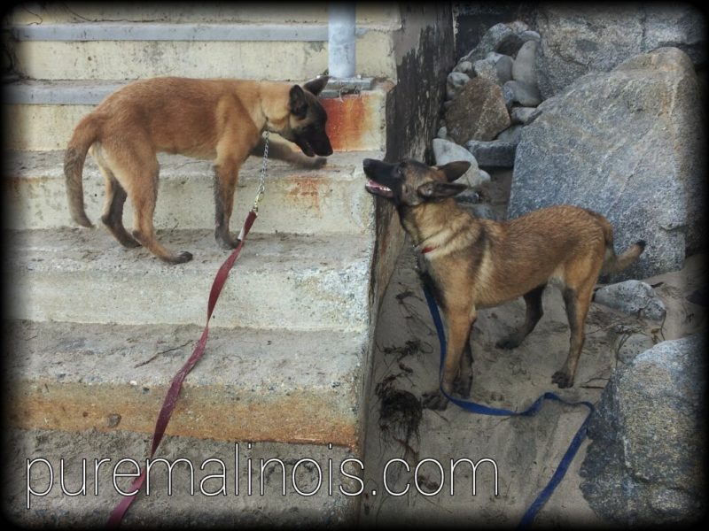 One Belgian Malinois Puppy On Stairs Looking Down To Another Belgian Malinois