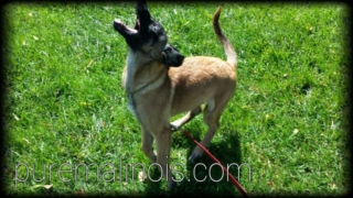 Snappy Belgian Malinois Puppy
