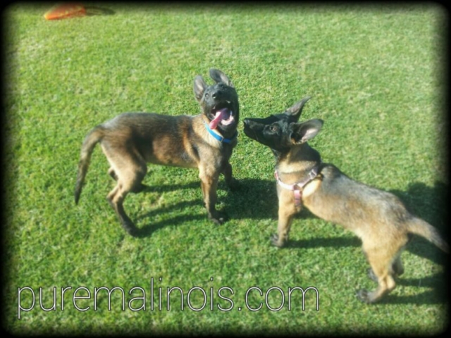 Two Belgian Malinois Puppies...One With His Tongue Out