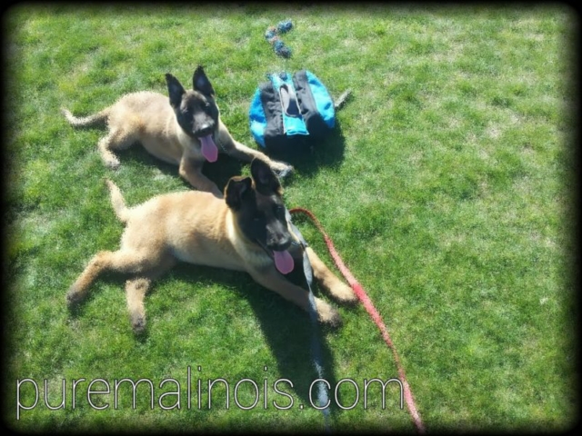 Two Fawn Belgian Malinois Puppies With Their Tongues Out