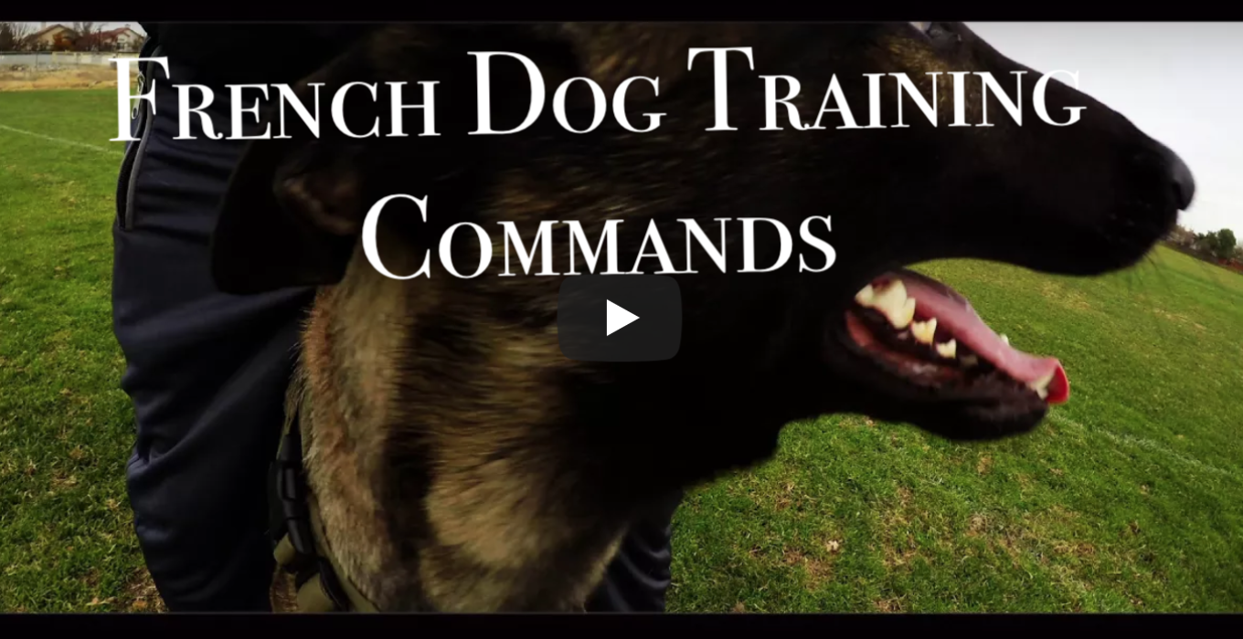 Belgian Malinois Videos – Pure Malinois