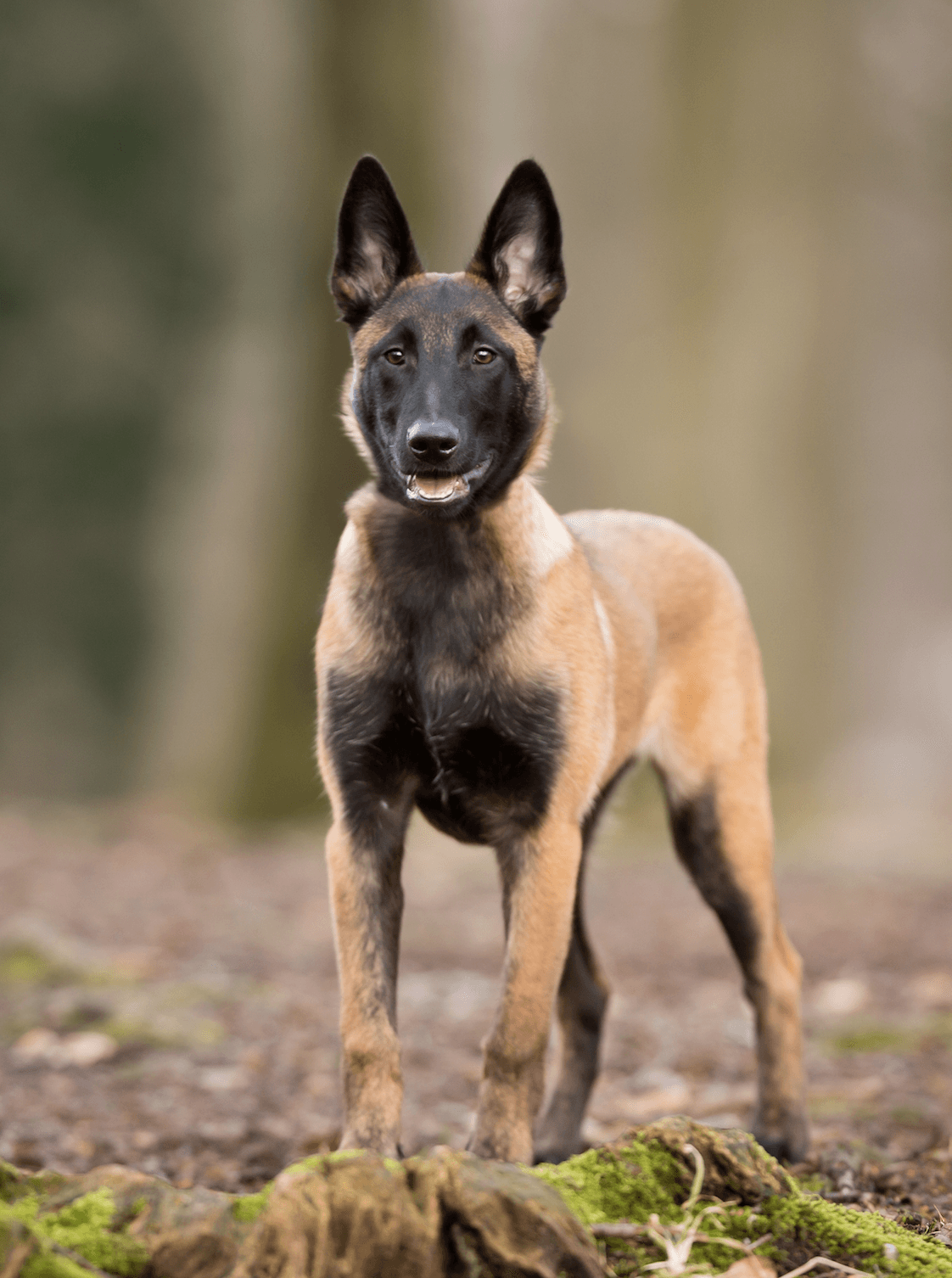 Trained Belgian Malinois Puppies For Sale in California – Breeder ...