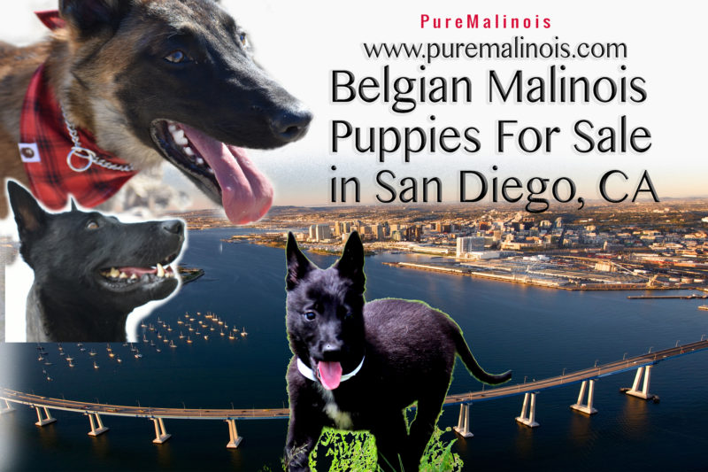 Belgian malinois rescue northern hot sale california